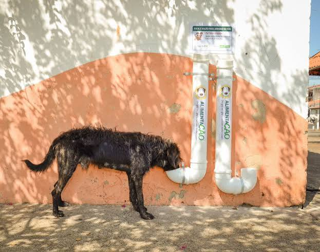 Ouvinte cobra projeto para oferecer água e alimentação a animais de rua em Araripina
